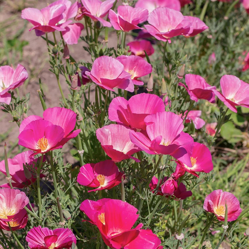 Kalifornischer Mohn - Bush Rose
