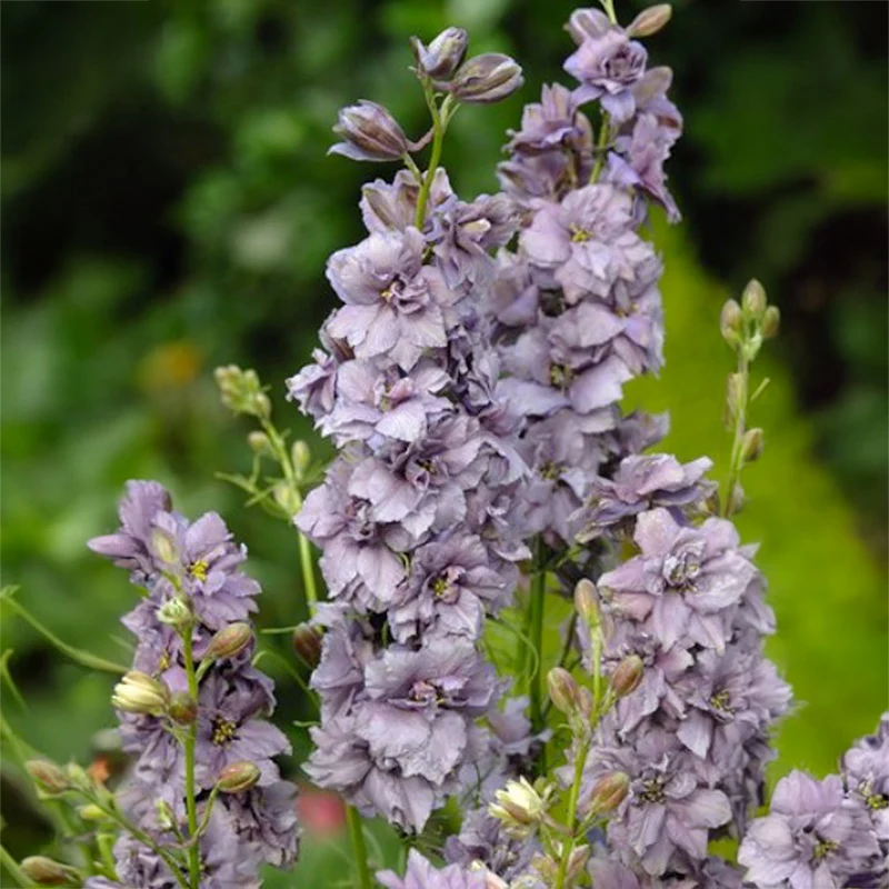 Rittersporn - Misty Lavender