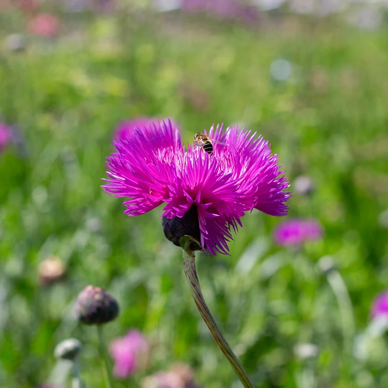 Kaiser-Kornblume - Imperialis