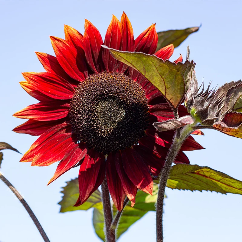 Sonnenblume - Moulin Rouge