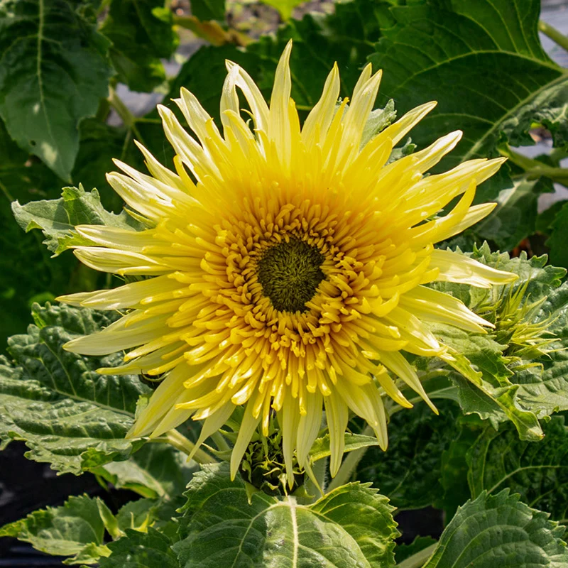 Sonnenblume - Lemon Cutie F1