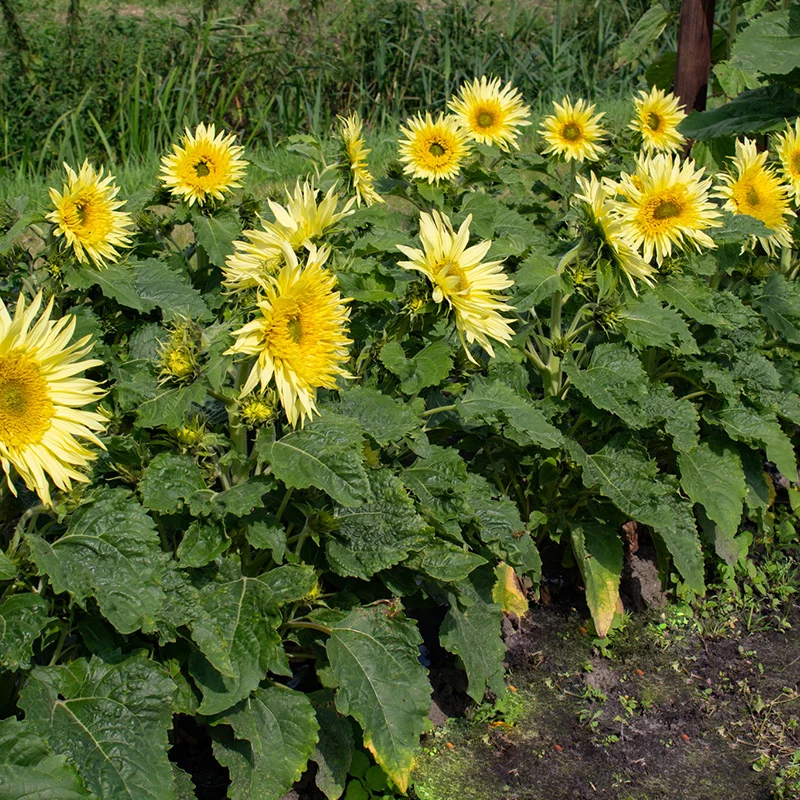 Sonnenblume - Lemon Cutie F1