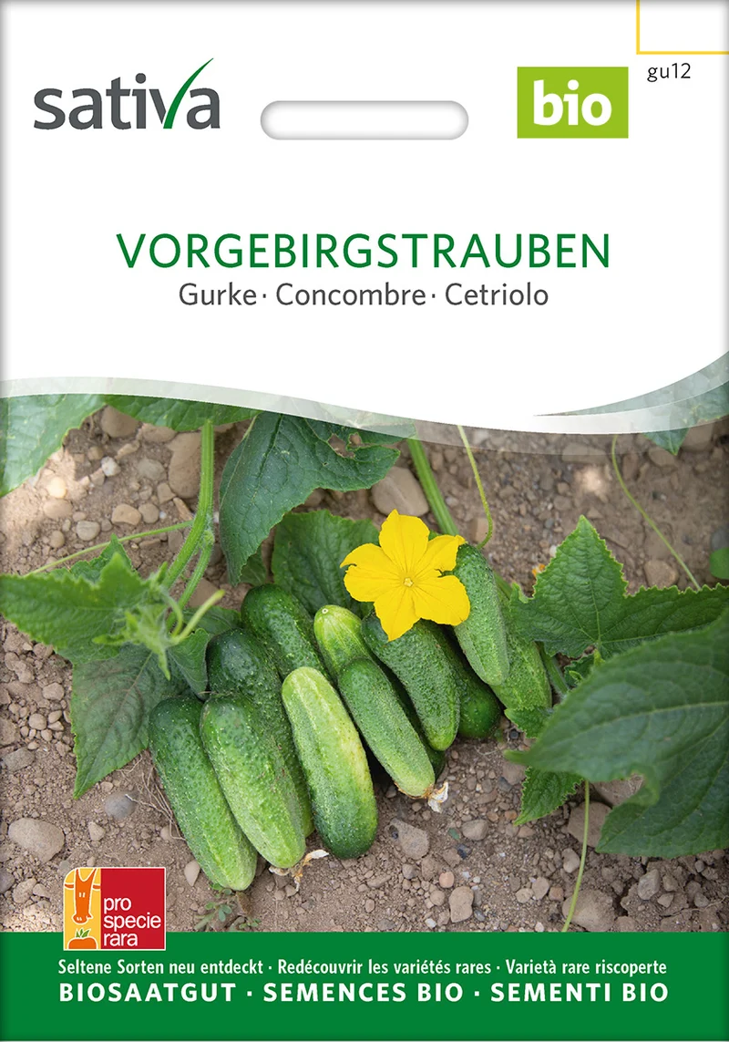 BIO Saatgut Einlegegurke Vorgebirgstrauben