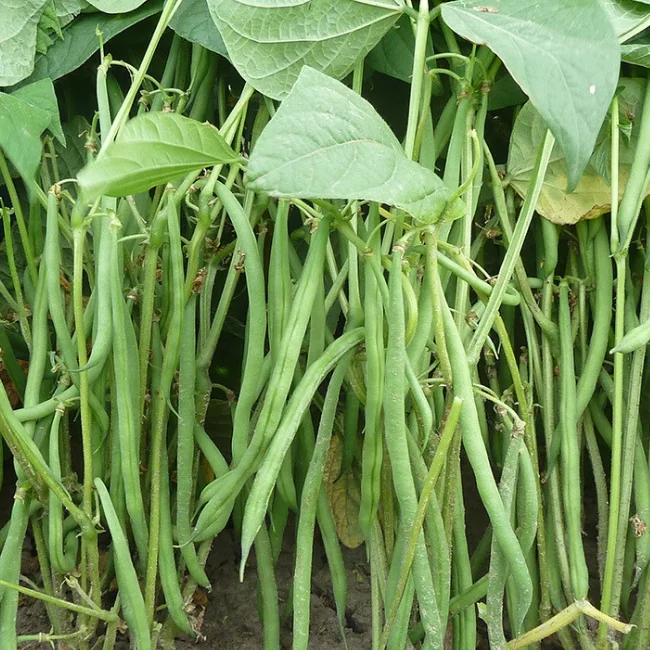Dwarf French Bean: Compass Organic Seed