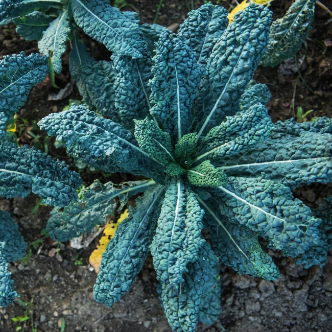 Kale: Nero di Toscana Organic Seed