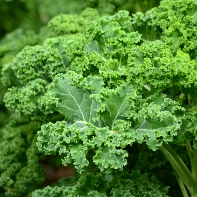 Kale: Westland Winter Organic Seed