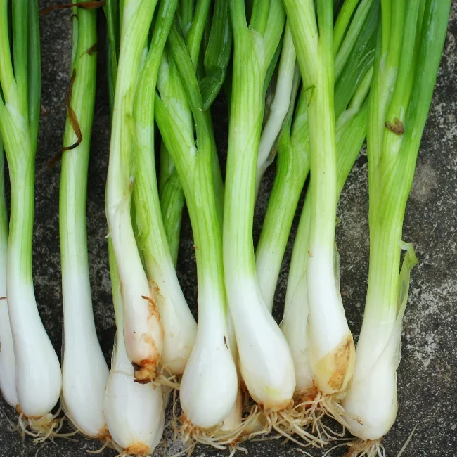 Spring Onion: White Lisbon Organic Seed