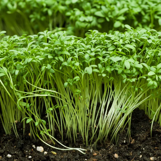 Garden Cress: Cressida Organic Seed