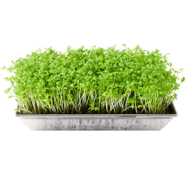 Garden Cress: Cressida Organic Seed
