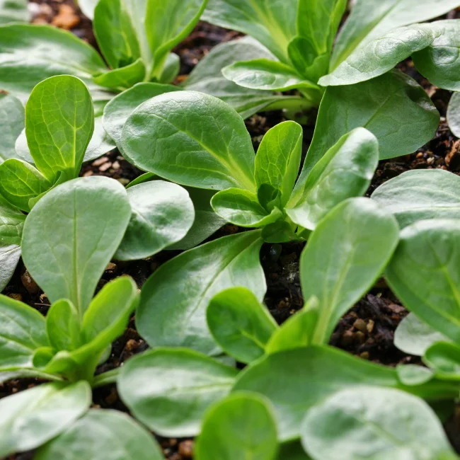 Lambs Lettuce: Vit Organic Seed