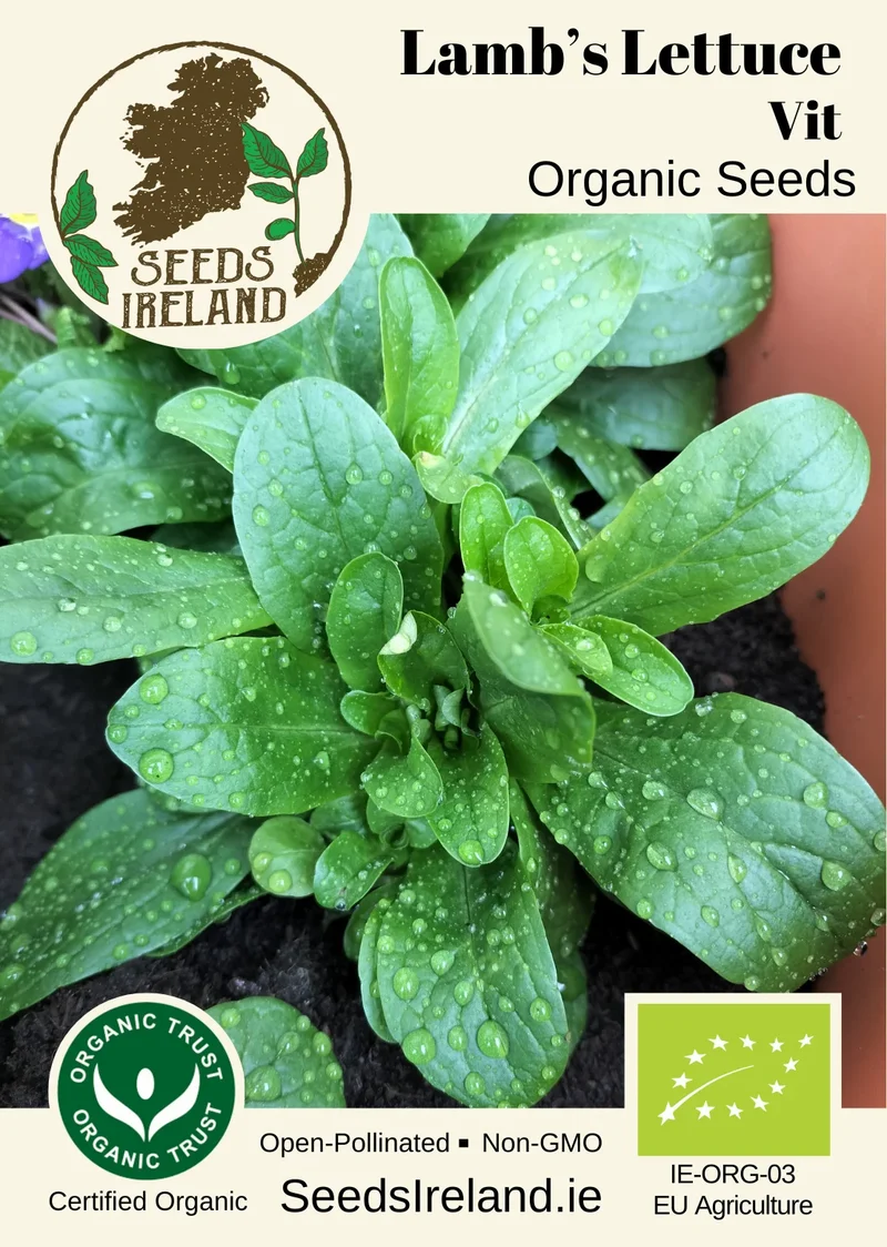 Lambs Lettuce: Vit Organic Seed