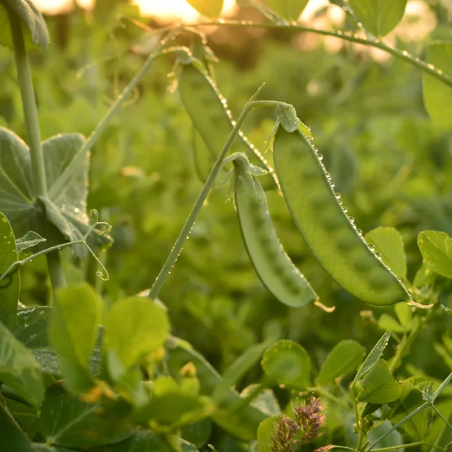 Snow Pea: Norli Organic Seed