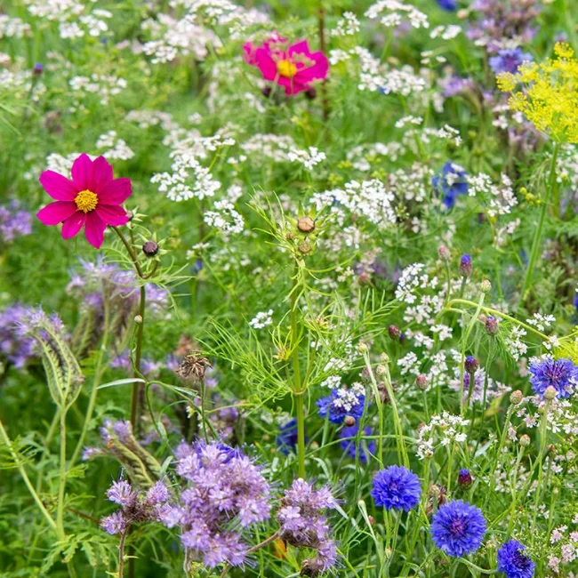 Wildflower Mixture: Elegance Organic Seed