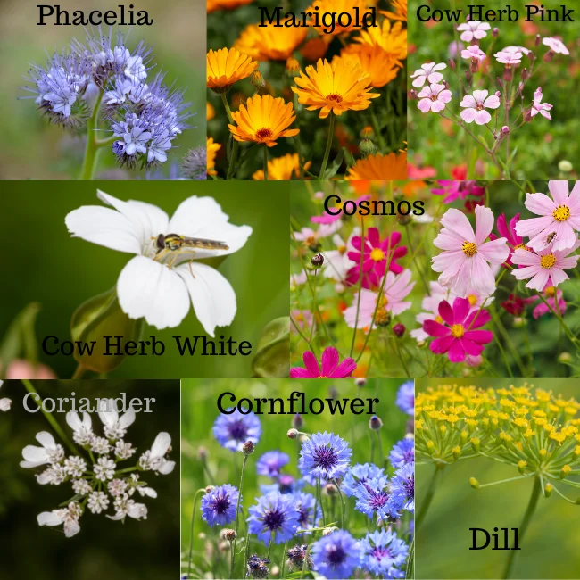 Wildflower Mixture: Elegance Organic Seed