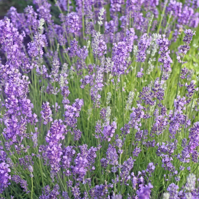 Lavender: English Organic Seed