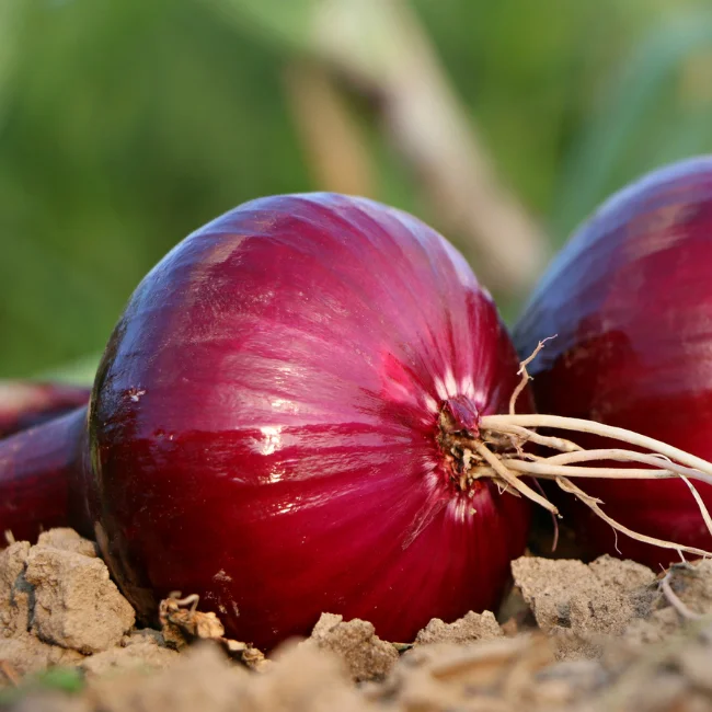 Onion: Karmen Organic Seed