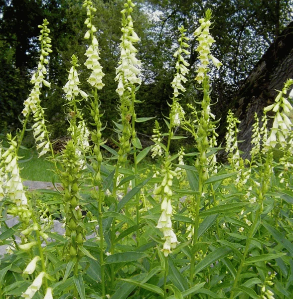 Gelber Fingerhut (Digitalis lutea)
