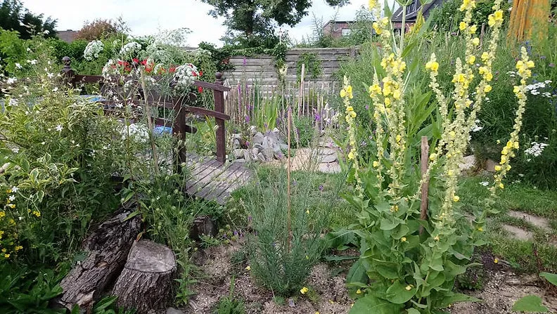 Großblütige Königskerze (Verbascum densiflorum)