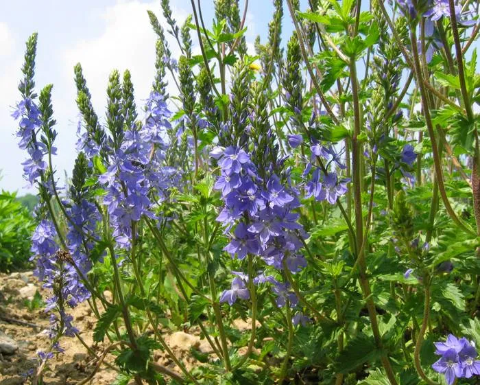 Großer Ehrenpreis (Veronica teucrium)