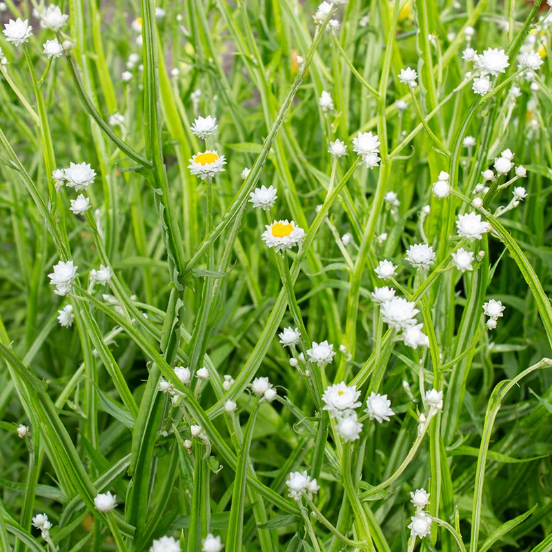 Papierknöpfchen - Grandiflorum