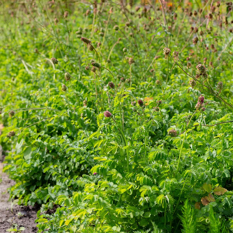 Kleiner Wiesenknopf