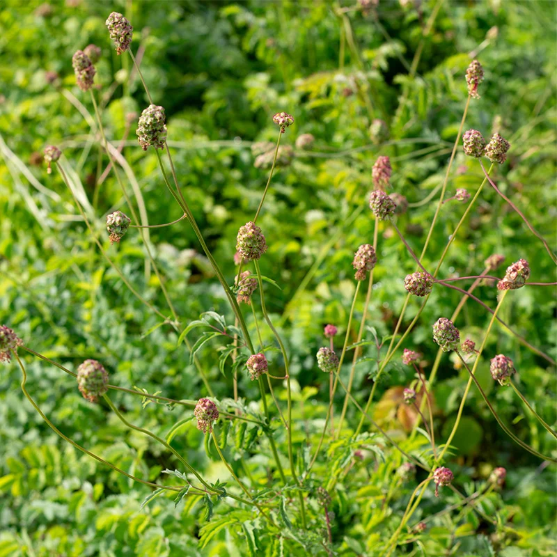 Kleiner Wiesenknopf