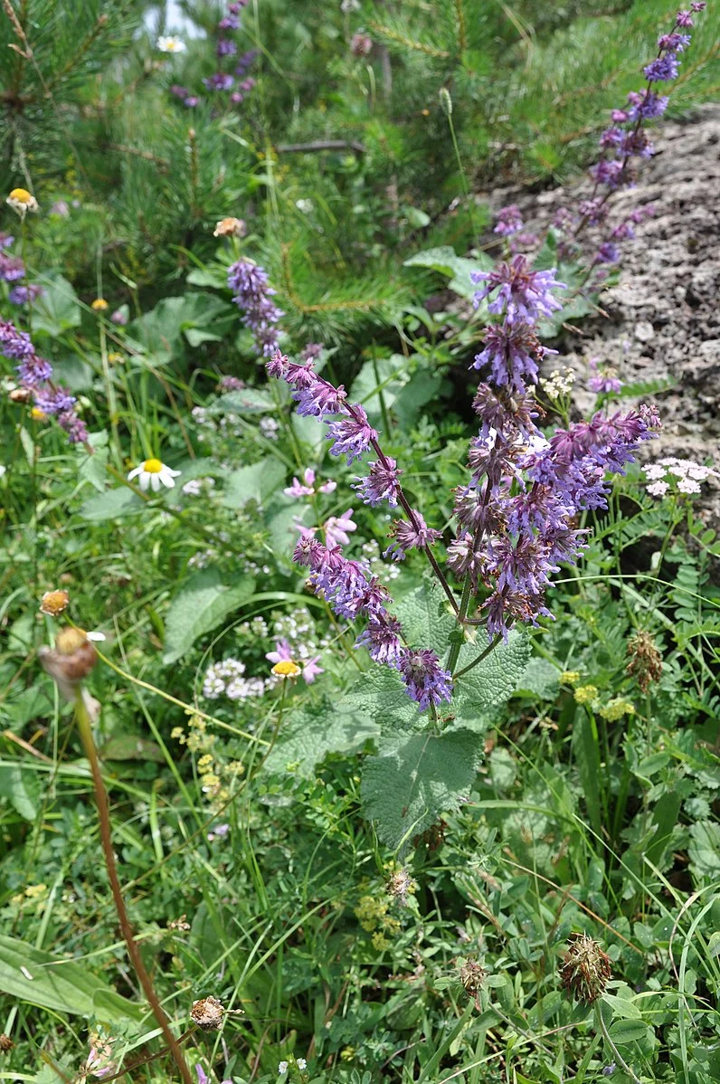 Quirl-Salbei (Salvia verticillata)