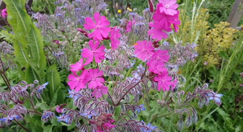 Rote Lichtnelke (Silene dioica)