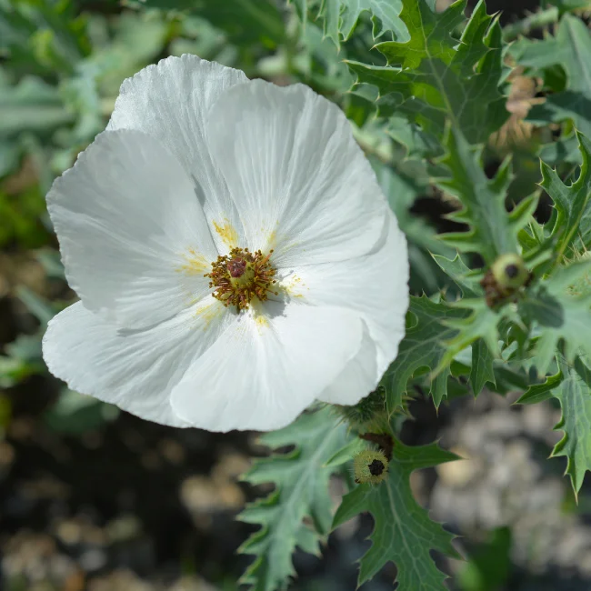 Crested Prickly Poppy Organic Seed