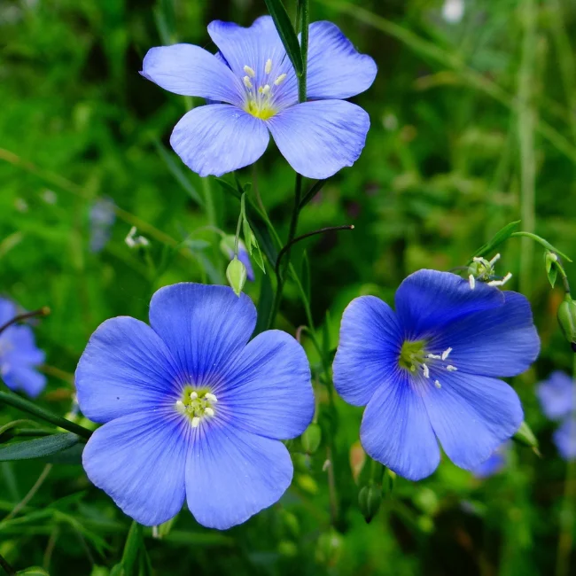 Flax: Blue Organic Seed