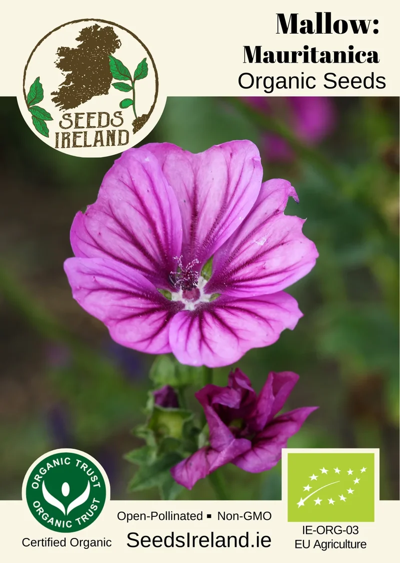 Mallow: Mauritanica Organic Seed
