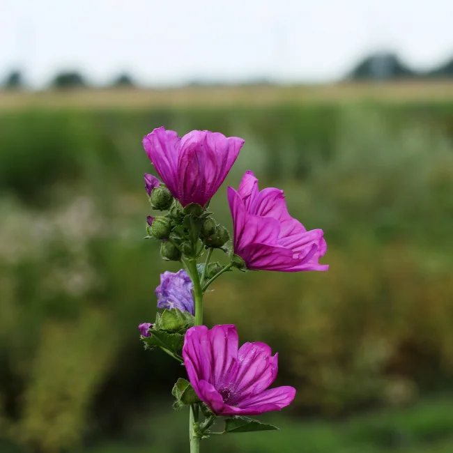 Mallow: Mauritanica Organic Seed