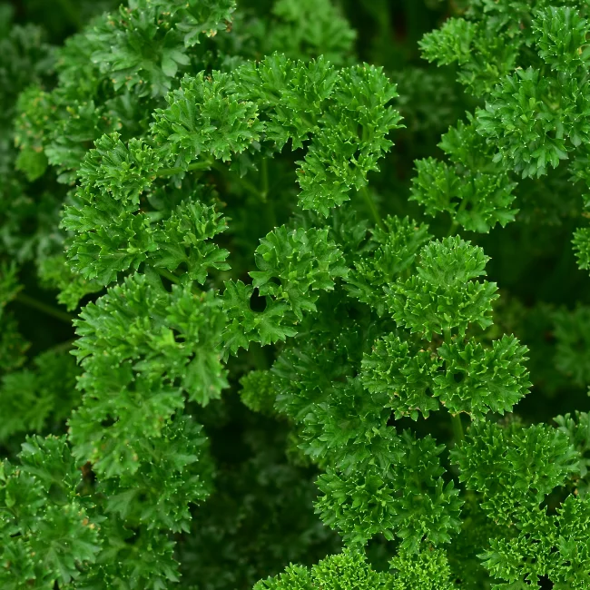 Parsley: Moss Curled Organic Seed