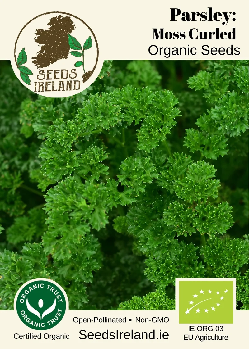 Parsley: Moss Curled Organic Seed