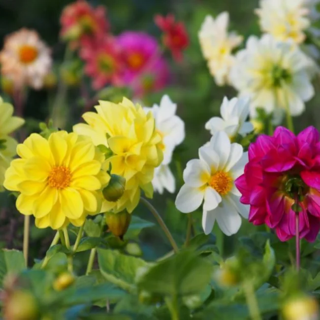 Dahlia: Mixed Organic Seed