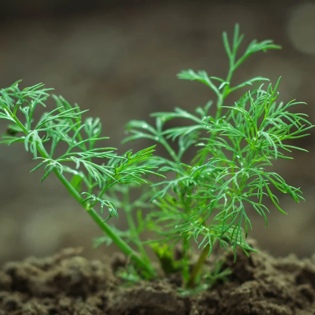 Dill Organic Seed