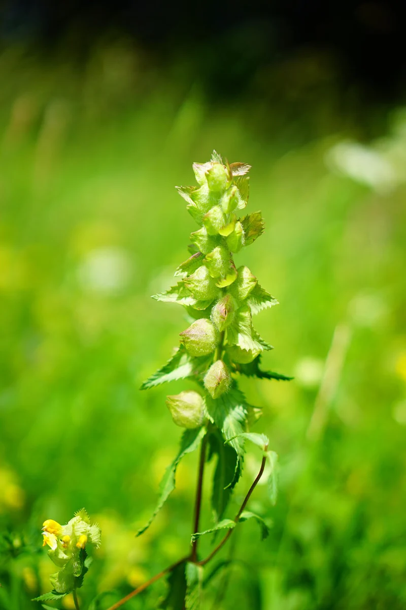 Klappertopf, Zottiger (Rhinanthus alectorolophus)