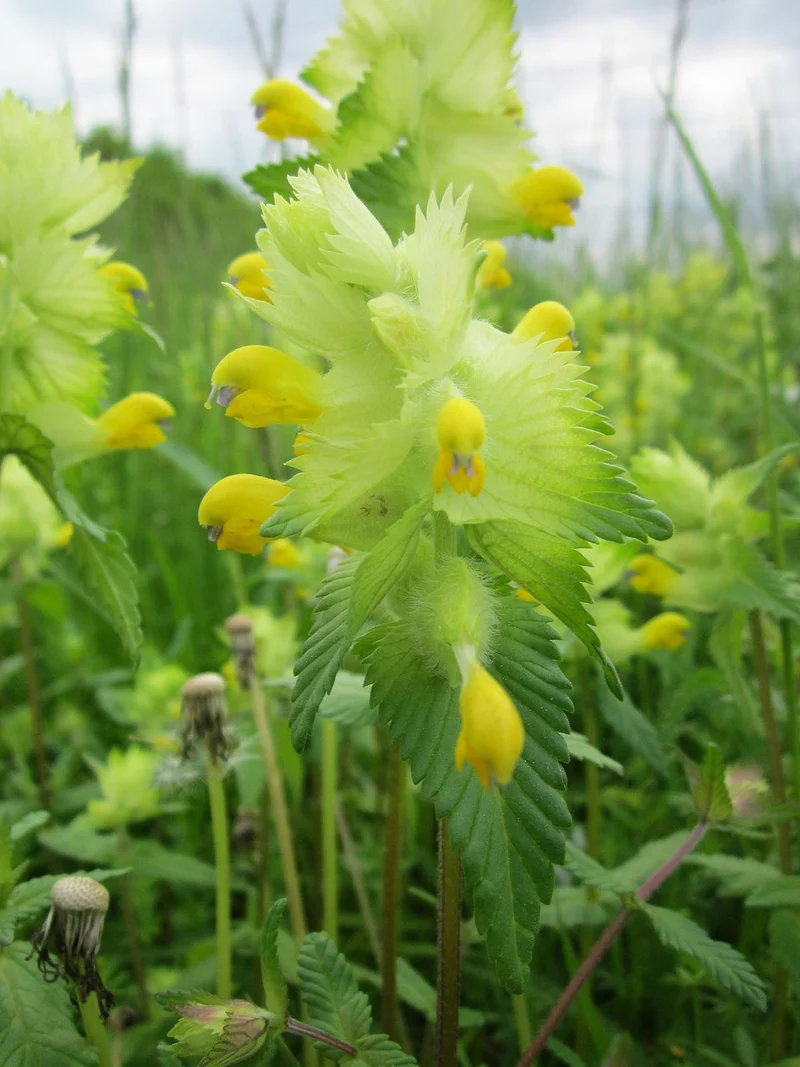 Klappertopf, Zottiger (Rhinanthus alectorolophus)