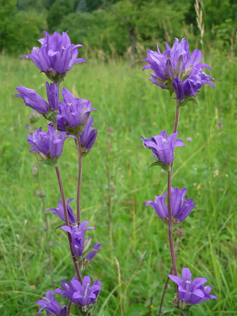 Knäuel-Glockenblume (Campanula glomerata)