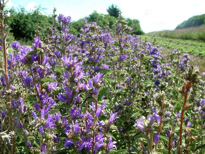 Knäuel-Glockenblume (Campanula glomerata)