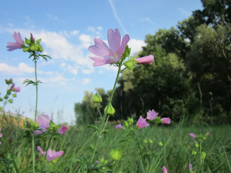Malve, Moschus-Malve (Malva moschata)