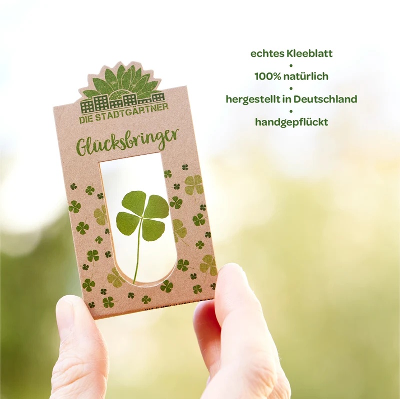 Glücksbringer – Echtes Kleeblatt