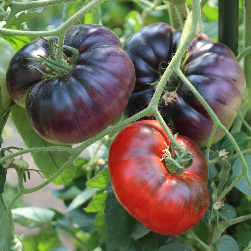 Black Beauty Tomatensamen