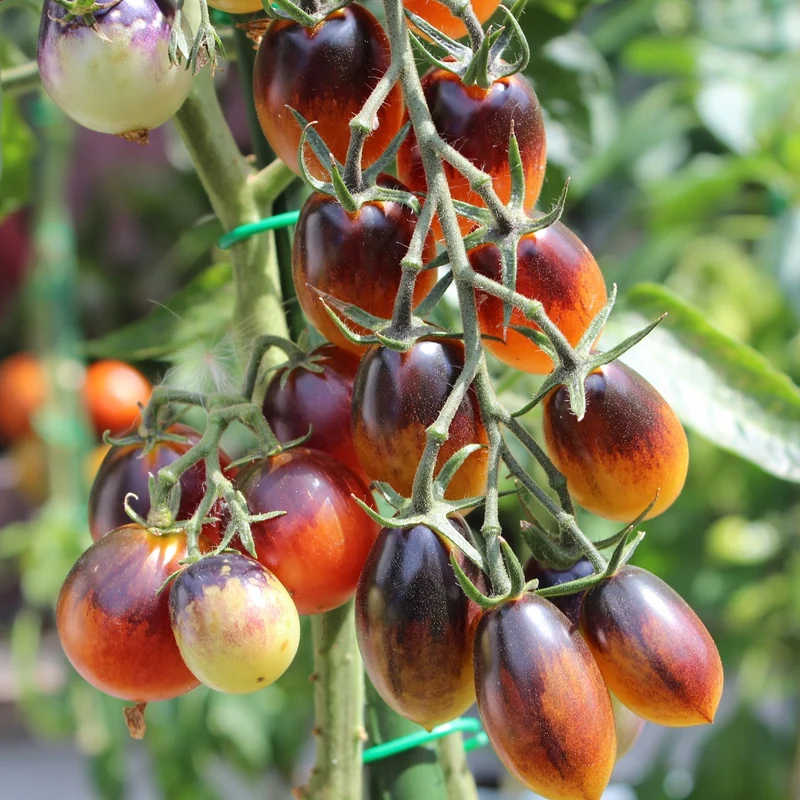 Indigo Pear Drops Bio-Tomatensamen