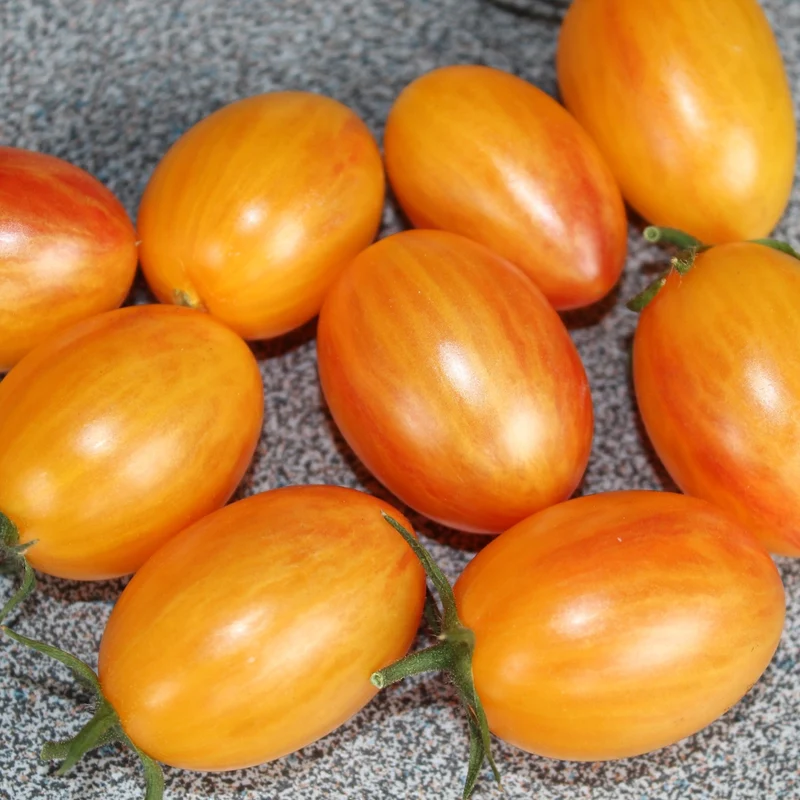 Artisan Blush Tiger Bio-Tomatensamen