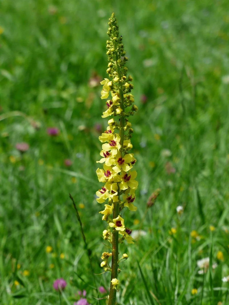 Schwarze Königskerze (Verbascum nigrum)