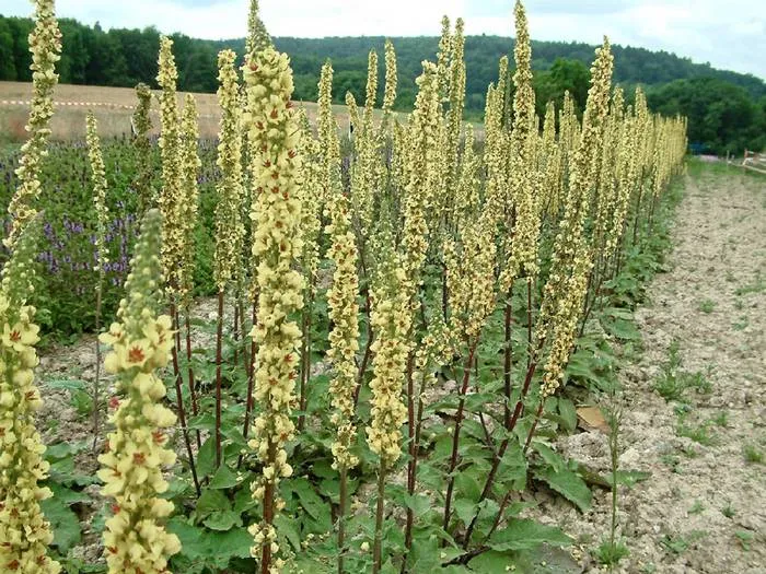 Schwarze Königskerze (Verbascum nigrum)