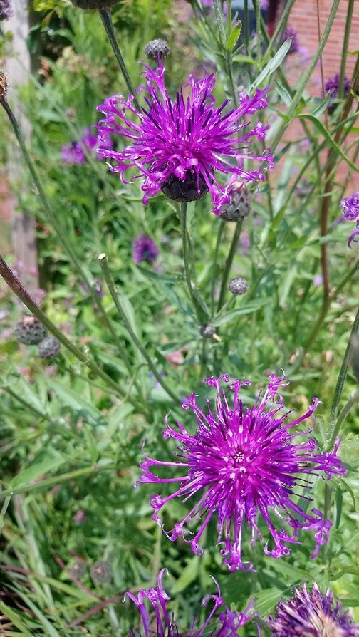 Skabiosen-Flockenblume (Centaurea scabiosa)