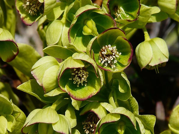 Stinkende Nieswurz (Helleborus foetidus)