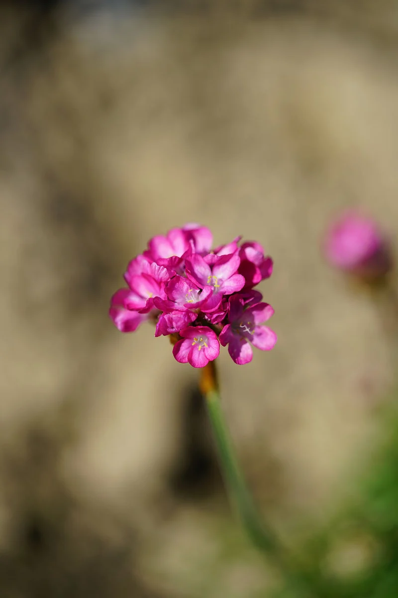 Sand-Grasnelke (Armeria maritima)